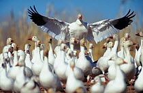 Snow goose {Chen caerulescens} landing amongst flock, New Mexico, USA.