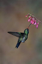 Broad billed hummingbird {Cynanthus latirostris} feeding on flower, Arizona, USA