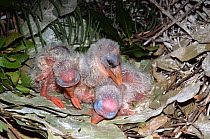 American wood ibis / stork chicks in nest {Mycteria americana} Florida, USA