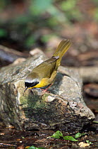 Common yellowthroat {Geothlypis trichas} Texas, USA