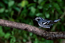 Black and white warbler {Mniotilta varia} USA