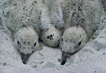 Black skimmer chicks and egg in nest on sand {Rhynchops nigra} Florida, USA.