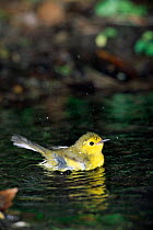 Hooded warbler bathing {Setophaga citrina} Texas, USA.