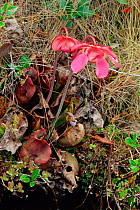Sweet pitcher plant in flower {Sarracenia rubra} Florida, USA.