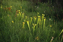 Pitcher plants {Sarracenia flava} and {Sarracenia leucophylla} growing in bog, Florida, USA