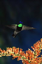 Magnificent humming bird {Eugenes fulgens} in flight, Arizona, USA