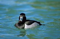 Ring necked duck {Aytha collaris} male, Arizona, USA.