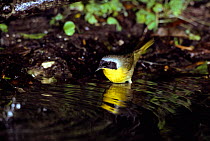 Common yellowthroat, male bathing {Geothlypis trichas} Texas, USA