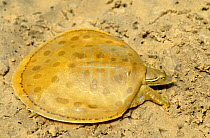 Gulf coast smooth softshell turtle (Apalone mutica calvata) Escambia river, Florida, USA