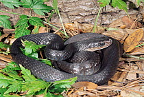 Southern black racer snake {Coluber constrictor priapus} Florida, USA.