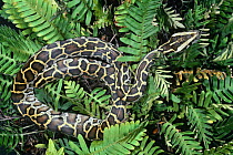 Burmese python (Python molurus bivittatus) Burma