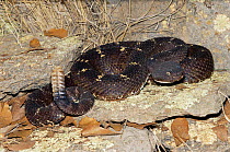 Arizona black rattlesnake {Crotalus viridis cerberus} Arizona, USA.