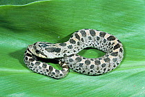 Southern hognose snake {Heterodon simus}