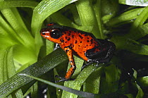 Strawberry poison arrow frog (Dendrobates pumilio) Costa Rica