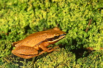Brimley's chorus frog (Pseudacris brimleyi) USA