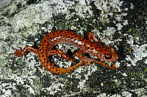 Cave salamander (Eurycea lucifuga) Georgia, USA