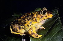 Eastern spadefoot toad (Scaphiopus holbrooki holbrooki) USA