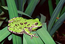 Barking tree frog {Hyla gratiosa} Florida, USA.
