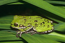 Barking tree frog (Hyla gratiosa) Florida, USA
