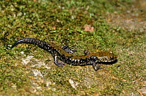 Pigeon mountain salamander (Plethodon petraeus) Georgia, USA