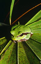 Pine barrens tree frog (Hyla andersoni) Florida, USA