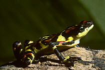 Harlequin frog (Atelopus various) Costa Rica