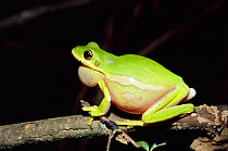 Green tree frog calling {Hyla cinerea} Florida, USA.