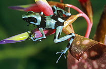 Green poison arrow frog (Dendrobates auratus)South America
