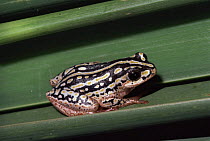 Marbled reed frog {Hyperolius marmoratus taeniatus} Natal, South Africa