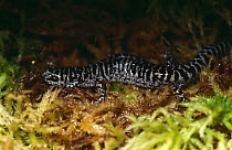 Flatwoods salamander (Ambystoma cingulatum) Florida, USA