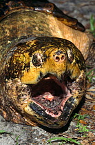 Alligator snapping turtle, mouth open (Macroclemys temmincki) Florida, USA