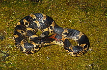 Eastern hognose snake (Heterodon platyrhinos) Florida, USA