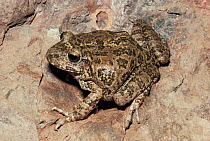 Barking frog {Eleutherodactylus augusti} Mexico.