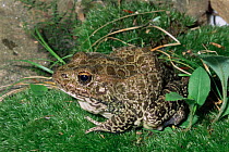 Crawfish frog {Rana areolata} Louisiana, USA.