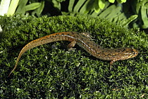 Southern dusky salamander (Desmognathus auriculatus) Florida, USA