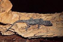 African house gecko {Hemidactylus mobouia} Africa.