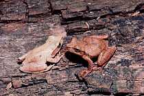 Treefrogs {Hyla crucifer} (light) + {Hyla crucifer bartramiana} (dark) Florida, USA