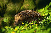 Hedgehog {Erinaceus europaeus} Hessilhead, Ayrshire, Scotland
