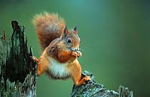 Red squirrel (Sciurus vulgaris) balancing on pine tree stump, Norway