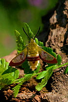 Broad bordered bee hawkmoth {Hemaris fuciformis} England