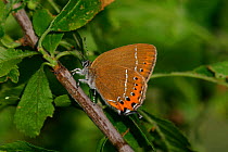 Black hairstreak butterfly, female {Satyrium pruni} England
