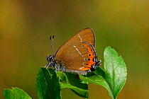 Black hairstreak butterfly, male {Satyrium pruni} England