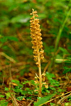 Bird's nest orchid {Neottia nidus-avis} England