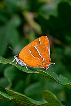 Brown hairstreak butterfly {Thecla betulae} on oak leaf, England