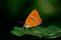 Brown hairstreak butterfly {Thecla betulae} on oak leaf, England