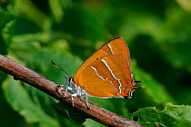 Brown hairstreak butterfly {Thecla betulae} on blackthorn, England