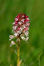 Burnt tip orchid {Neotinea ustulata} Peak District NP, England