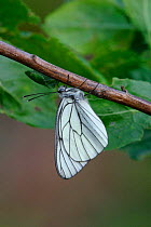Black veined white butterfly {Aporia crataegi} France