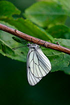 Black veined white butterfly {Aporia crataegi} France