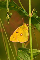 Clouded yellow butterfly {Colias crocea} Dorset, England